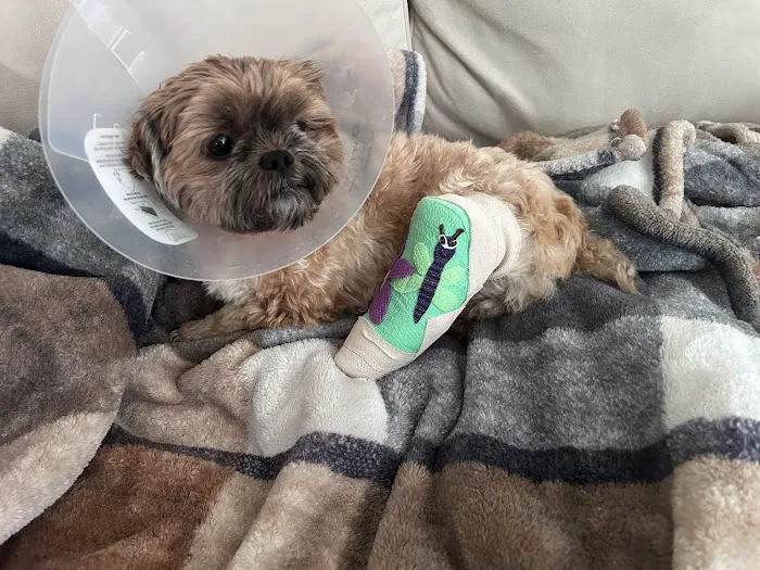 Emergency Veterinary Care Centers Picture 7