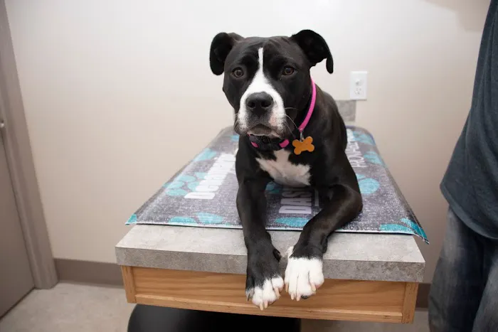 Ottawa Animal Hospital West Picture 5