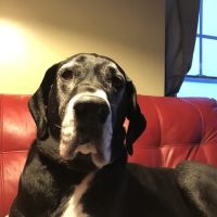 Ottawa Animal Hospital East ico