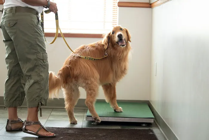 Ottawa Animal Hospital East Picture 6