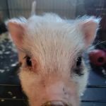 Swine Veterinary Services-Michigan