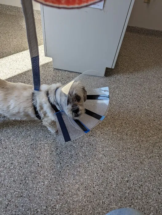 Mapleview Animal Hospital: Jennings Susan DVM Picture 1
