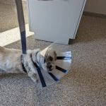 Mapleview Animal Hospital: Jennings Susan DVM