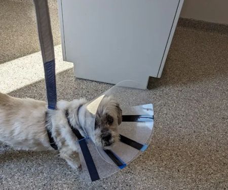 Mapleview Animal Hospital: Jennings Susan DVM