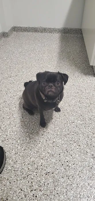 Mapleview Animal Hospital Picture 1