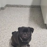Mapleview Animal Hospital ico