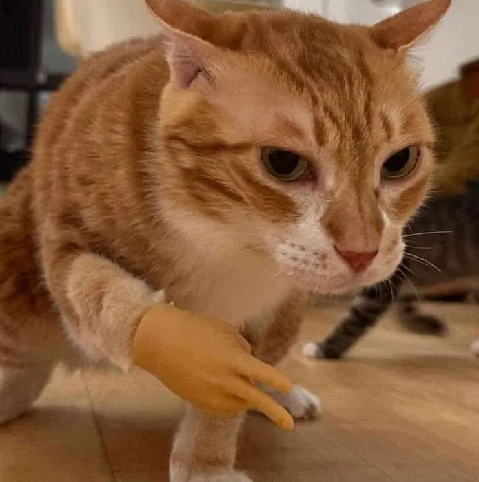 Pickle Street Veterinary Services Picture 6