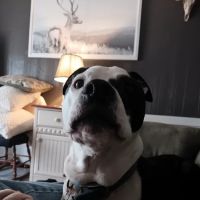 Monterey Veterinary Center ico