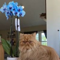 Wildirish Cattery ico