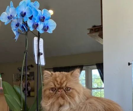 Wildirish Cattery