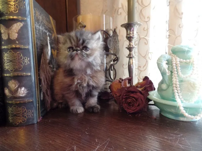 Wildirish Cattery Picture 3
