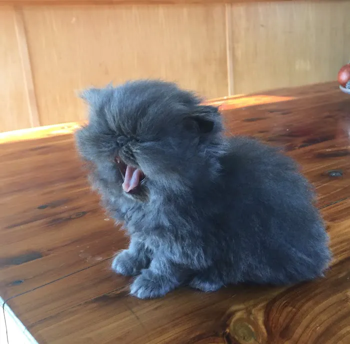 Wildirish Cattery Picture 5