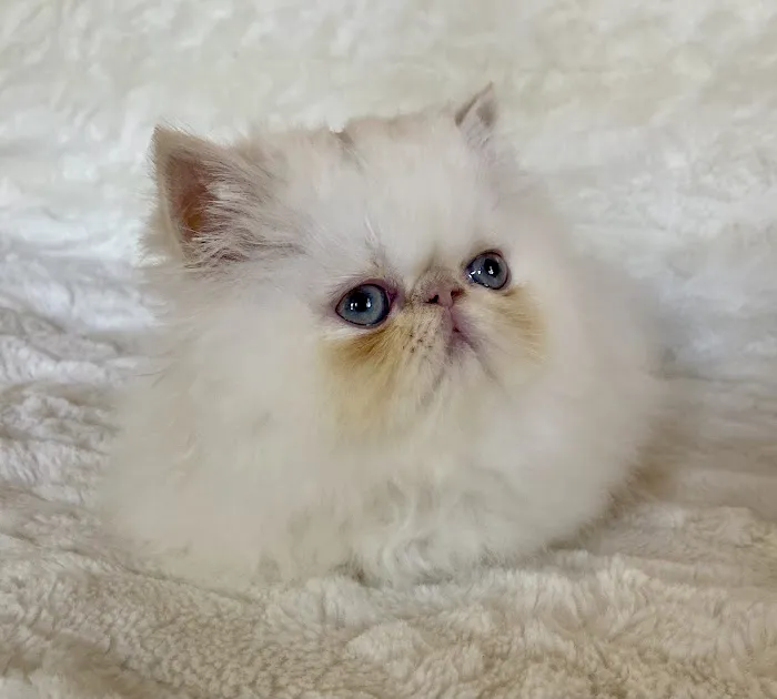 Wildirish Cattery Picture 6