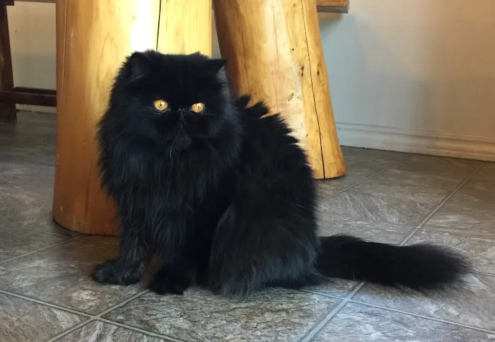 Wildirish Cattery Picture 9