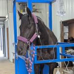 Classic Equine, LLC