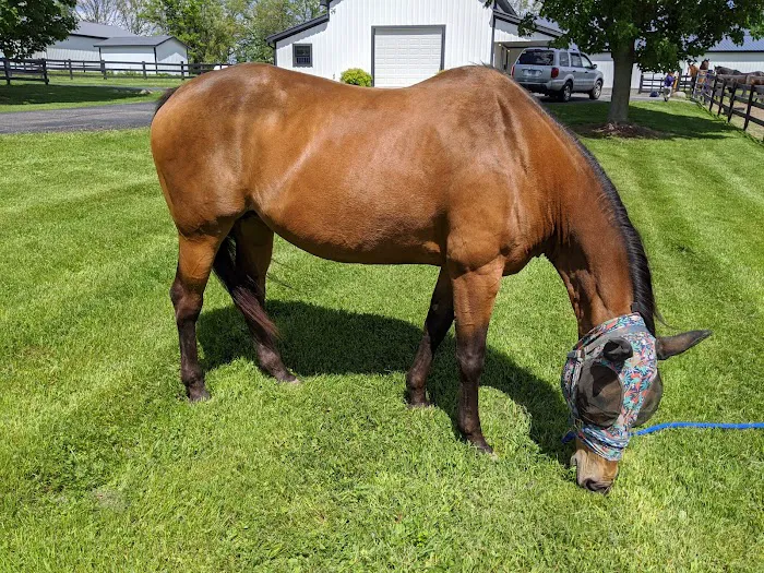 Classic Equine, LLC Picture 6