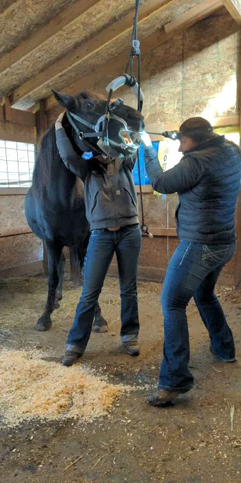 Classic Equine, LLC Picture 5