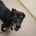 Animal Care Hospital
