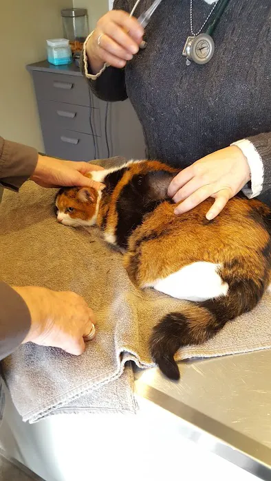 Bridges Animal Hospital at Ada Village Picture 10