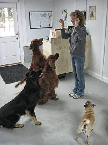 Thornwood Veterinary Clinic Picture 9