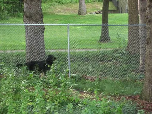 Thornwood Veterinary Clinic Picture 8