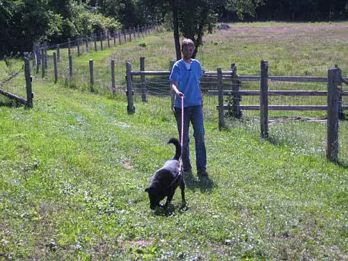Thornwood Veterinary Clinic Picture 2