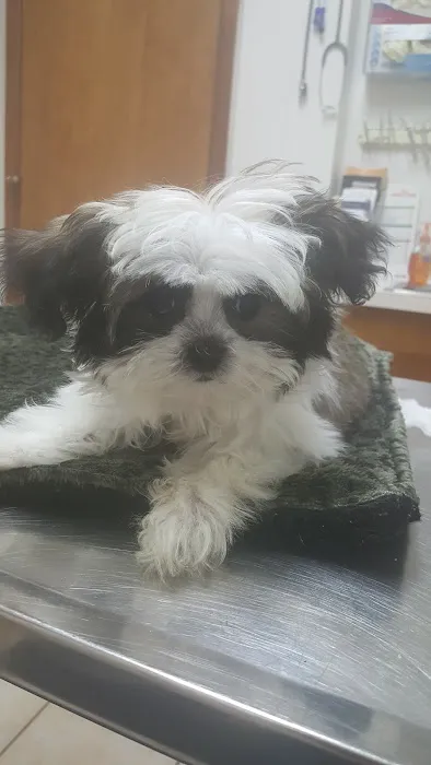 Thornwood Veterinary Clinic Picture 1