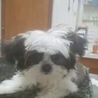 Thornwood Veterinary Clinic ico