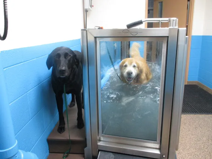 Cascade Hospital for Animals Picture 7