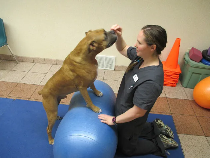 Veterinary Rehabilitation and Fitness Picture 3
