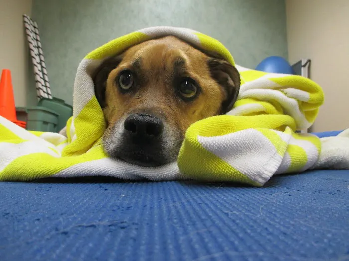 Veterinary Rehabilitation and Fitness Picture 1