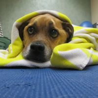 Veterinary Rehabilitation and Fitness ico