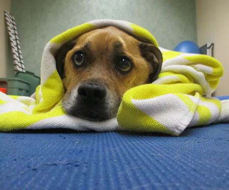 Veterinary Rehabilitation and Fitness