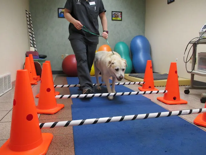 Veterinary Rehabilitation and Fitness Picture 5