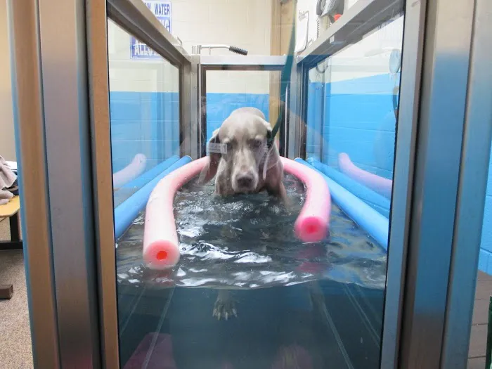 Veterinary Rehabilitation and Fitness Picture 4
