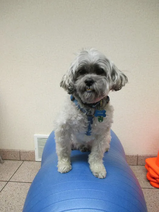 Veterinary Rehabilitation and Fitness Picture 2