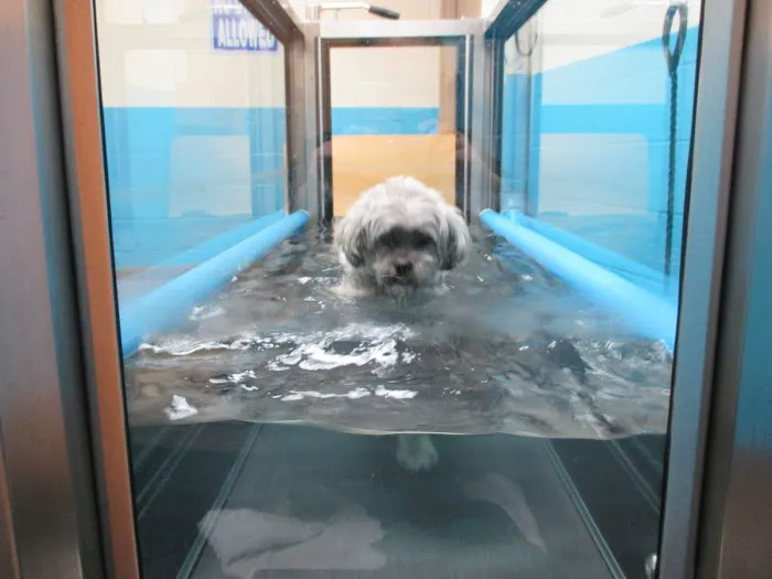 Veterinary Rehabilitation and Fitness Picture 9