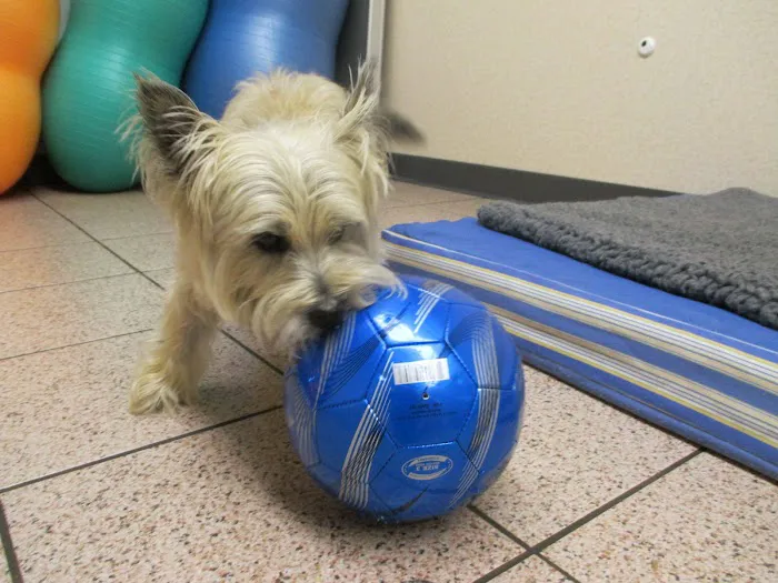 Veterinary Rehabilitation and Fitness Picture 8
