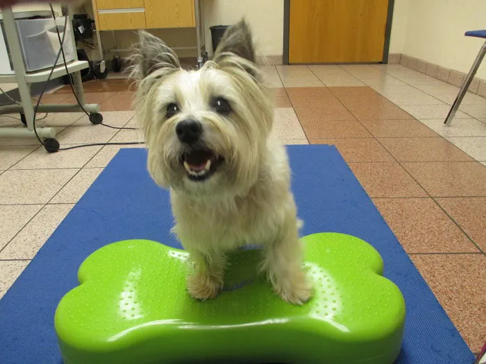 Veterinary Rehabilitation and Fitness Picture 7