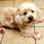 Family Friends Veterinary Hospital