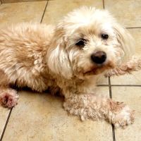 Family Friends Veterinary Hospital ico