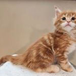 Cat Knapp Maine Coons