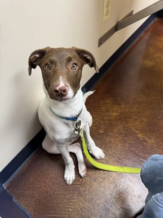 Ada Hospital for Animals Picture 2