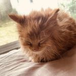 Forest Hills Veterinary Clinic
