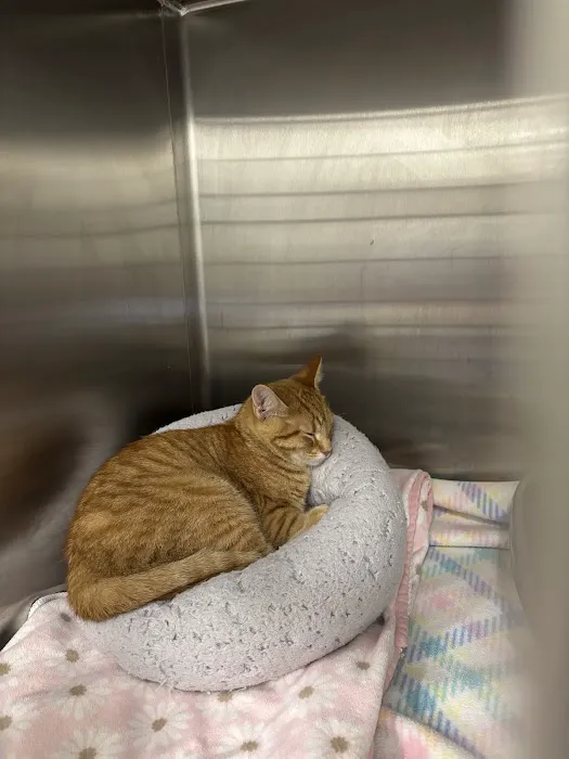 BluePearl Pet Hospital Picture 3