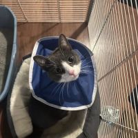 BluePearl Pet Hospital ico