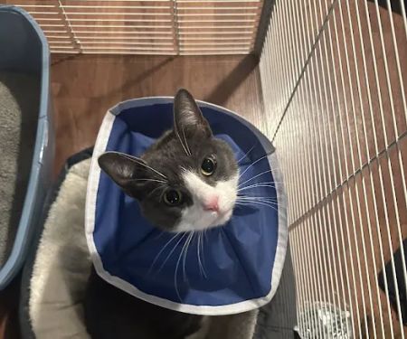 BluePearl Pet Hospital