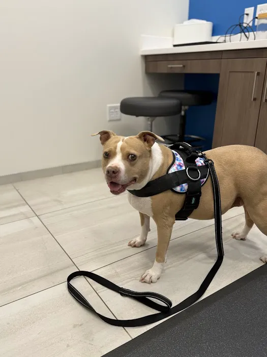 BluePearl Pet Hospital Picture 5