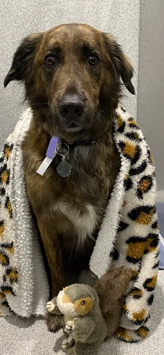 BluePearl Pet Hospital Picture 10