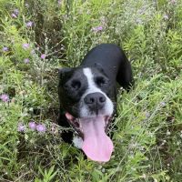 Willow Run Veterinary Services, PLC ico
